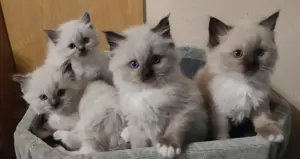 Ragdoll Kätzchen Kitten 