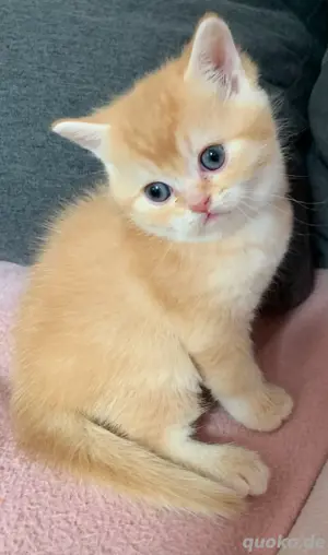BKH Kitten