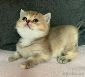 bkh Kitten 