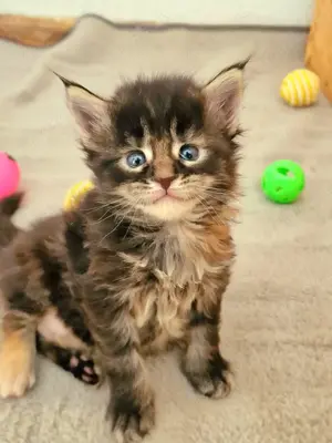 Maine Coon Kitten  XXL mit Stammbaum aus N N Verpaarung 