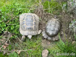 Maurische & griechische Schildkröten (männlich)