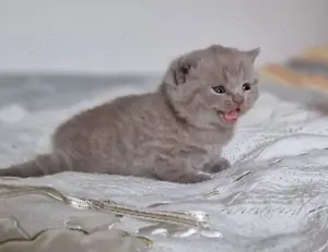 BKH Katzenbabys Jungs Bild 2