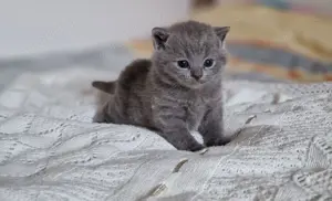BKH Katzenbabys Jungs