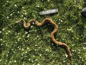 1.0 (poss. Super) Hypo th. Moonglow (het. Albino Kahl, het.Anery) 2018