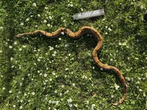 1.0 (poss. Super) Hypo th. Moonglow (het. Albino Kahl, het.Anery) 2018 Bild 2