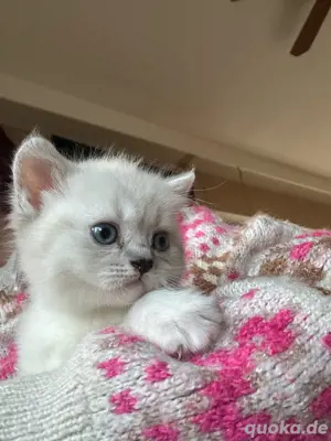 BKH  kätzchen kitten mit blauen Augen 