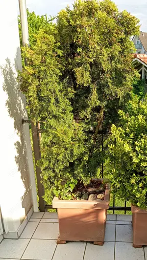Smaragd Thuja im Topf ca. 185 cm hoch