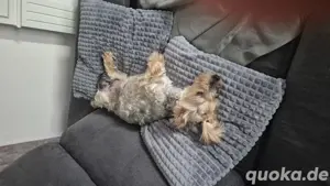 Yorkshire Terrier Welpen