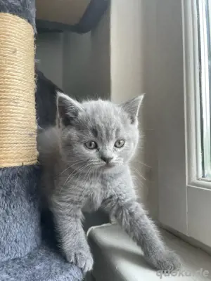 Bkh Kitten Babykatzen 