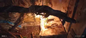 Boa constriktor imperator 