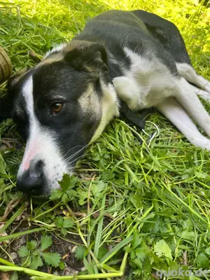 Ria sucht ein neues Zuhause 
