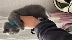 Bak baby Katzen. 