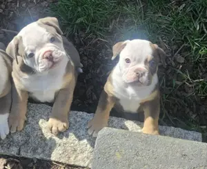 1 Rüde noch frei! Old English Bulldog Welpen
