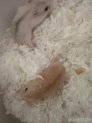 Hamster Zwerghamster babys sucht neues zuhaus