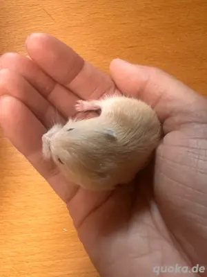 Hamster Zwerghamster babys sucht neues zuhaus Bild 5