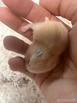 Hamster Zwerghamster babys sucht neues zuhaus Bild 2