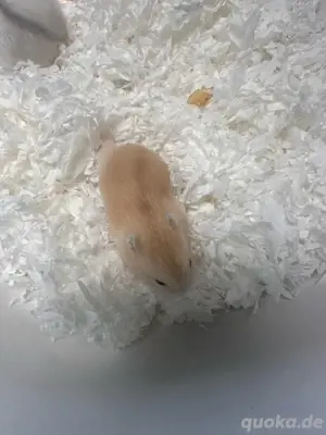 Hamster Zwerghamster babys sucht neues zuhaus Bild 3