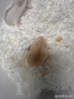 Hamster Zwerghamster babys sucht neues zuhaus Bild 4