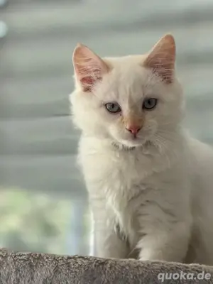 sibirisch norwegische Kitten