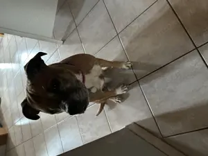Bulldogge weiblich sucht ein neues Zuhause 