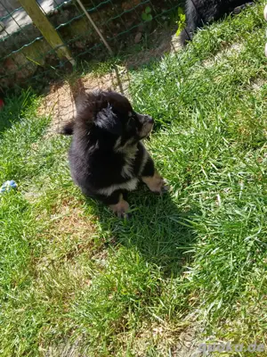 pomchi rüden Bild 5