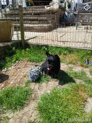 pomchi rüden Bild 4