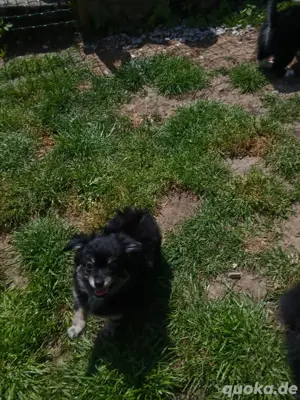 pomchi rüden Bild 3