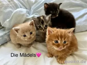 Maine Coon kitten