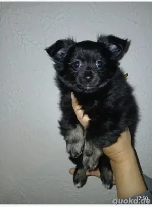 pomchi rüden Bild 6