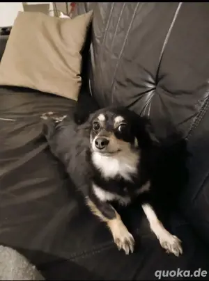 pomchi rüden Bild 9