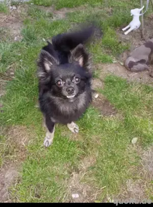 pomchi rüden Bild 10