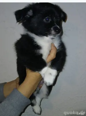 pomchi rüden Bild 7