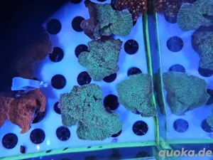 Montipora Chilli Pepper Meerwasser Koralle 