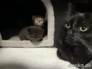 Katzen & Katzenbabys in Aachen kaufen, verkaufen & zu verschenken