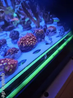 Meerwasser Koralle Goniopora 