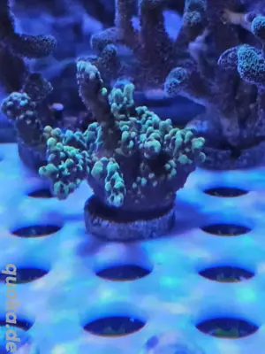 Montipora Confusa Meerwasser Koralle 