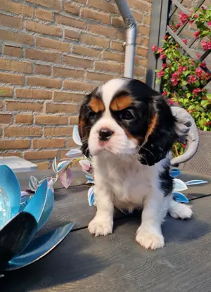 Cavalier King Charles Spaniel Hündinnen mit Ahnentafel