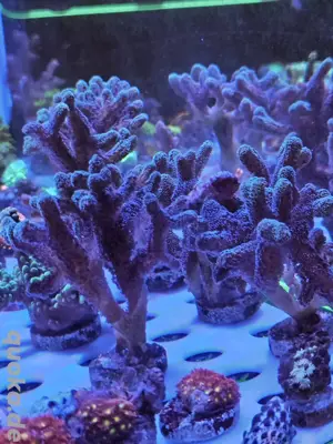 Meerwasser Koralle Pocillopora