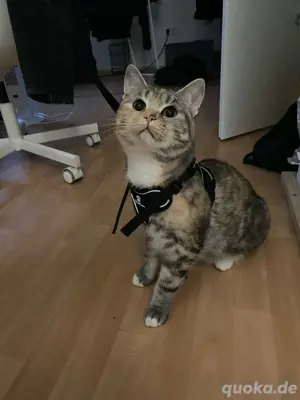 Katze zu verkaufen