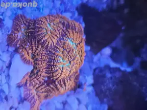 Meerwasser Scheibenanemone Koralle 