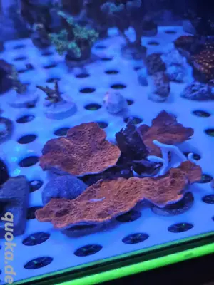 Meerwasser Koralle Montipora Platte