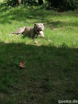 Bully-Mix Rüde