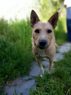 Ricky sucht ein Zuhause