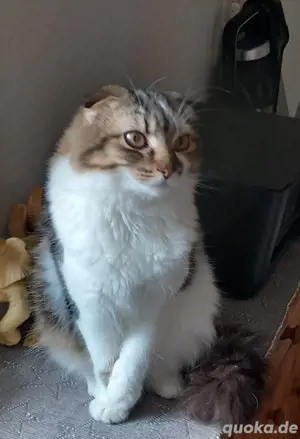 Zwei Michlings Katzen abzugeben 