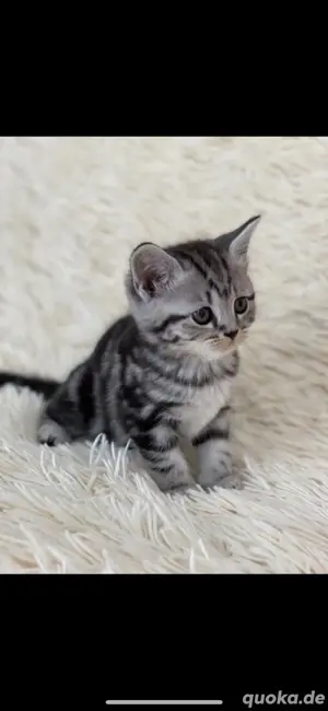 BKH Britisch Kurzhaar Kätzchen tabby