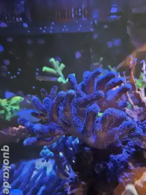 Meerwasser Koralle Stylophora Milka 