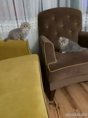 BKH- BLH Baby katzen