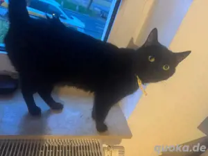 Bombay Katze zu Verkaufen 
