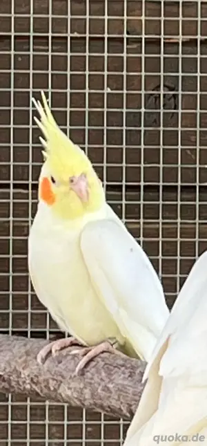 Suche Nymphensittich