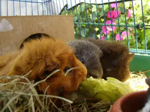 Meerschweinchen... schöne Jungtiere ODER auch ältere Tiere möglich